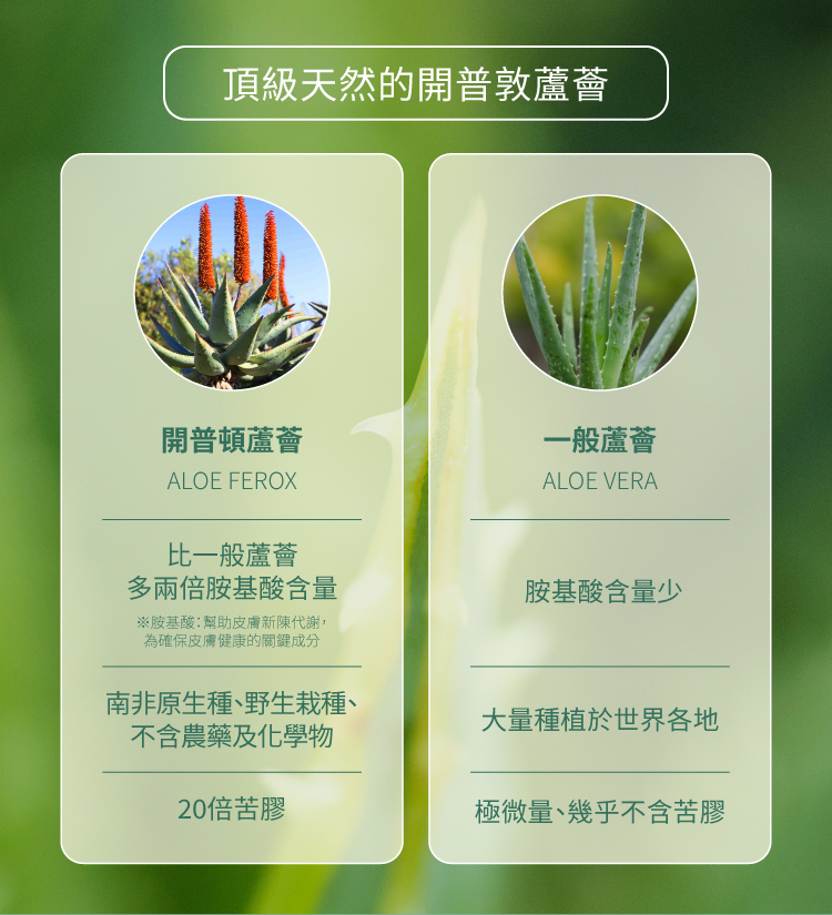 開普蘆薈與一般蘆薈比較