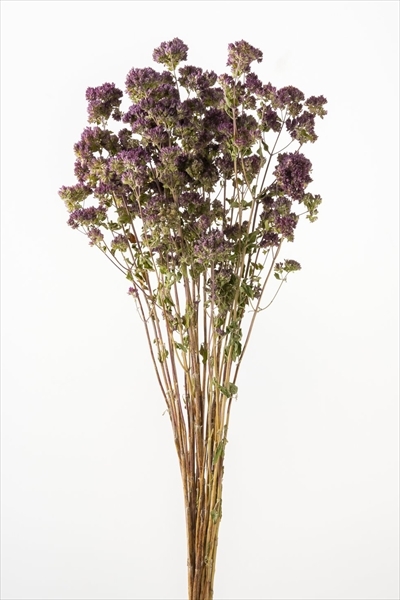 日本乾燥奧勒岡 10250-000