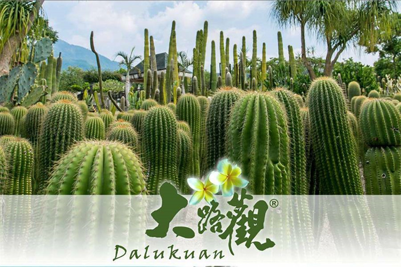 大路觀樂園 仙人掌