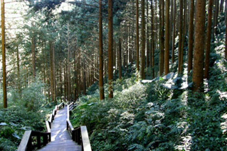 奮起湖大飯店森林