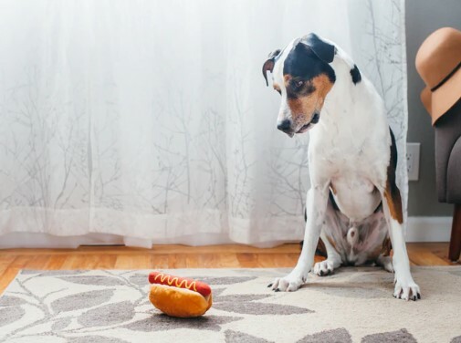 P.L.A.Y. Classic Collection-  Hot Diggy Dog