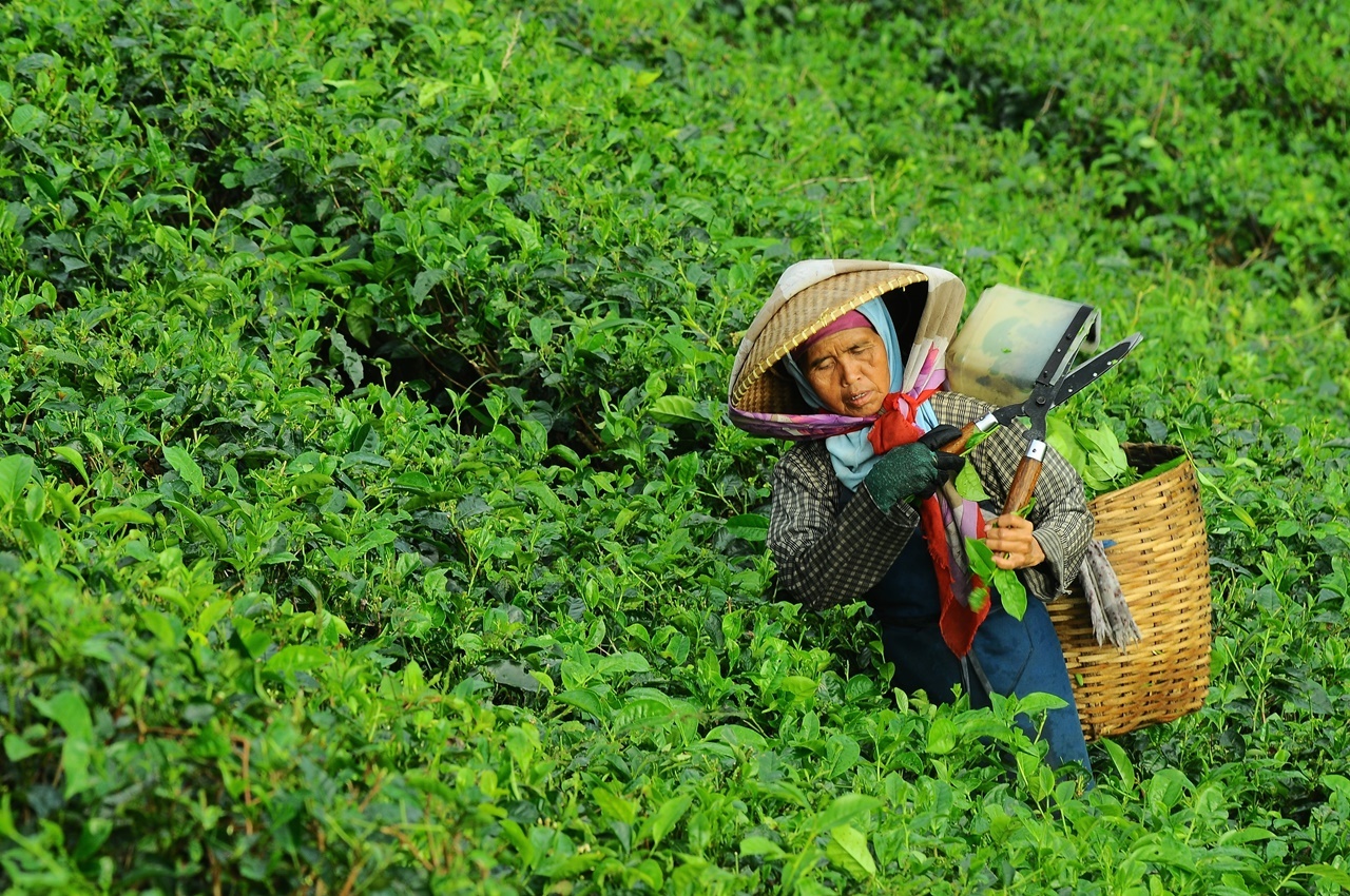 高山茶為烏龍茶其中一款品種，更能呈現茶的原味。