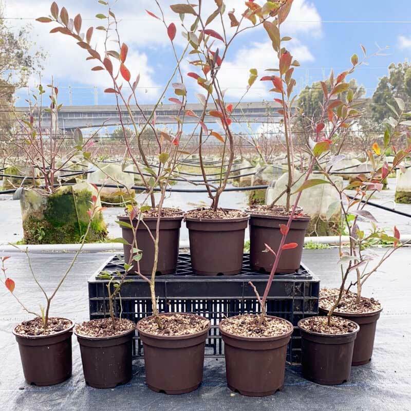 台灣花卉｜台灣藍莓苗｜快樂農夫組合｜含運