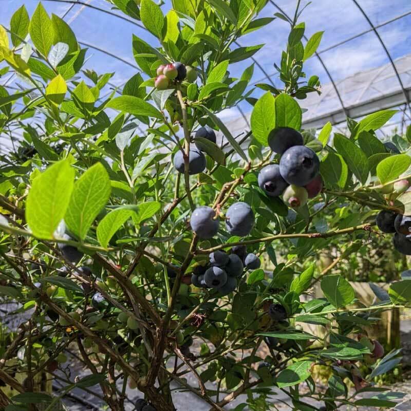 台灣花卉｜台灣藍莓苗｜快樂農夫組合｜含運