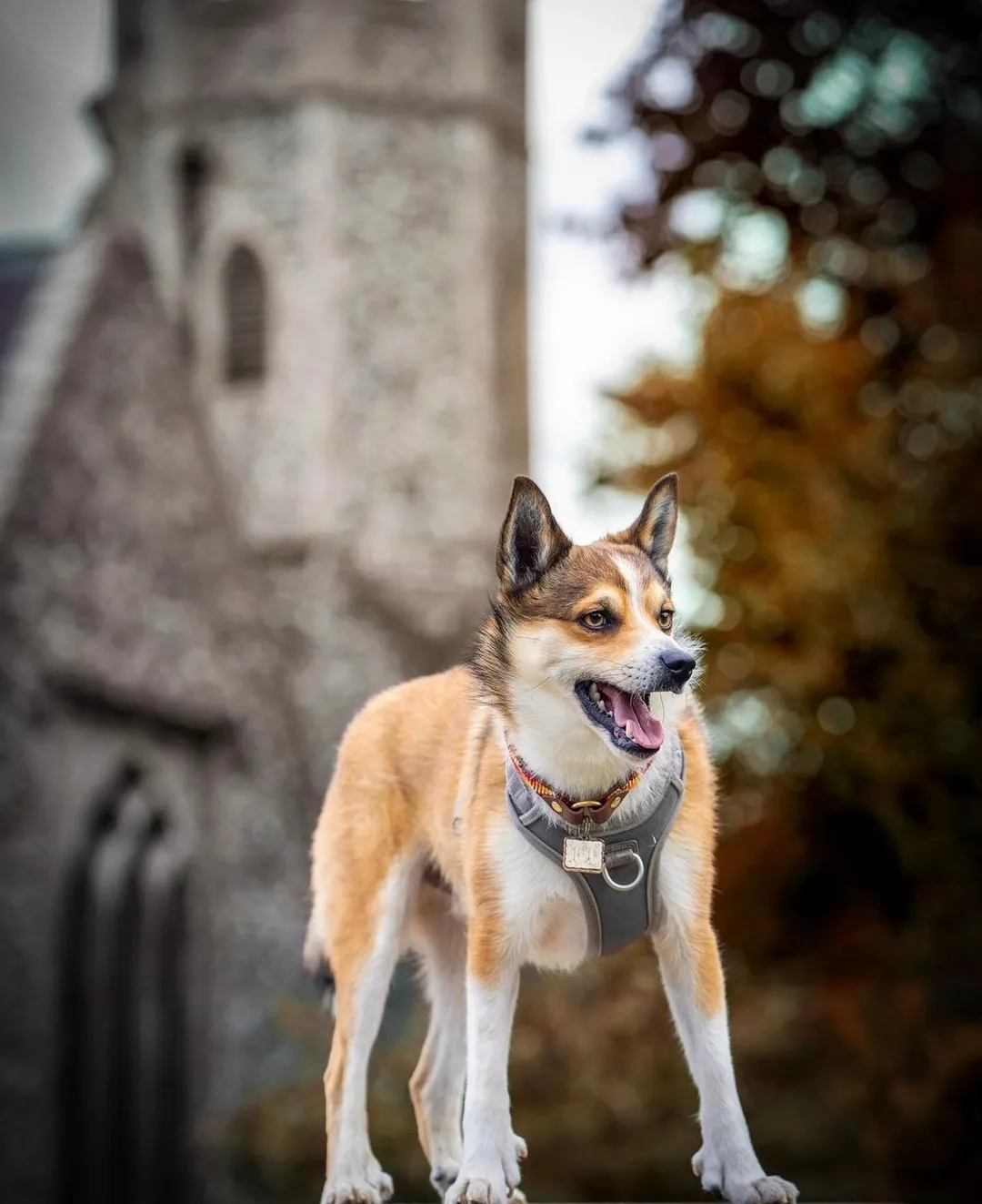 芬蘭 Hurtta -Venture No Pull 雙扣環胸背帶(三色）