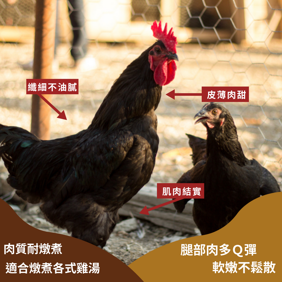 黑羽土雞的特色在於脂肪含量較少，肉質結實有咬勁