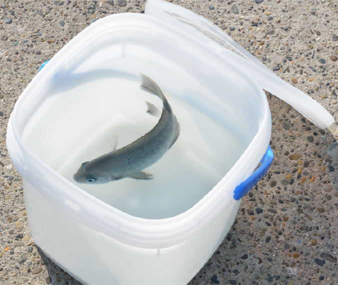 日本品牌 SANKA 15L 多用途水桶連蓋 -209355