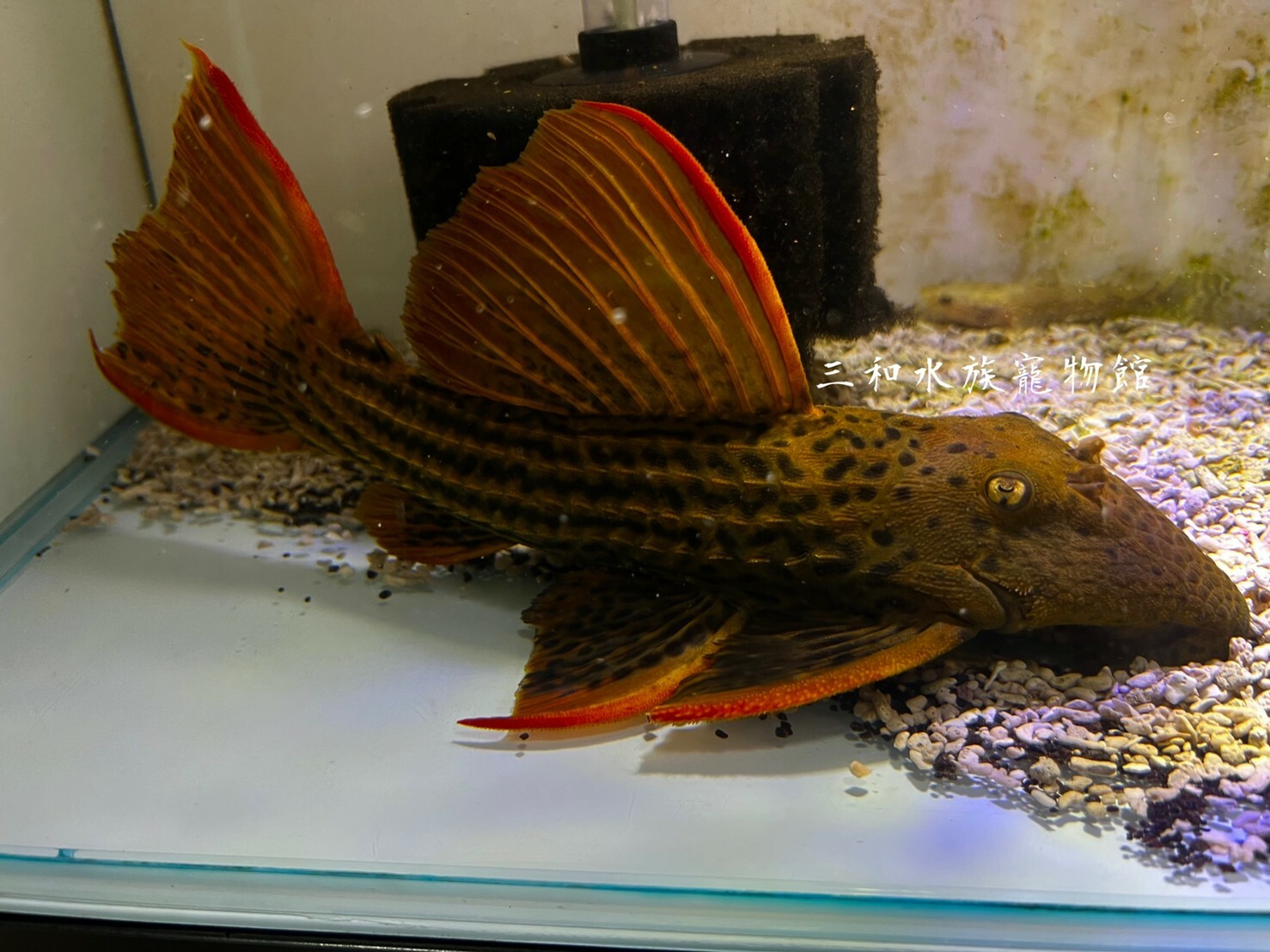 聖菲噴點紅劍尾坦克