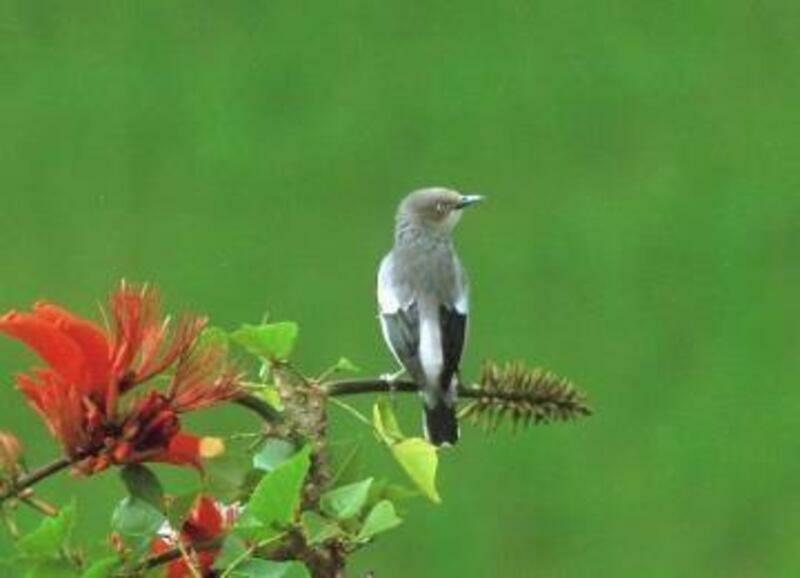 【電子票】墾丁國家森林遊樂區+鵝鑾鼻公園聯票鳥類