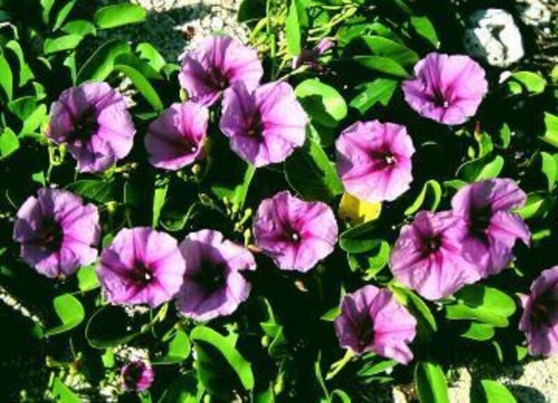 【電子票】墾丁國家森林遊樂區+鵝鑾鼻公園聯票牽牛花