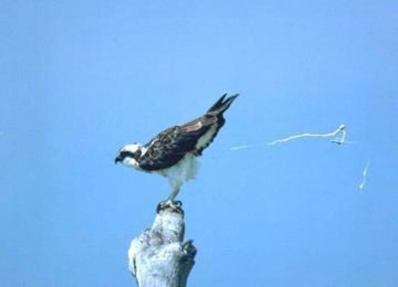 【電子票】墾丁國家森林遊樂區+鵝鑾鼻公園聯票賞鳥