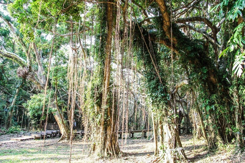 【電子票】墾丁國家森林遊樂區+鵝鑾鼻公園聯票 老樹