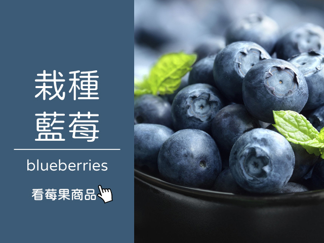 栽種藍莓∣ 天時莓果