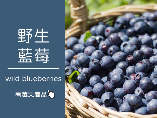野生藍莓 ∣ 天時莓果