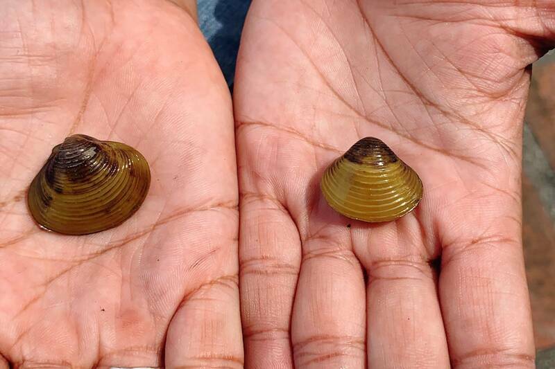 【電子票】●花蓮立川漁場-摸蜆體驗券