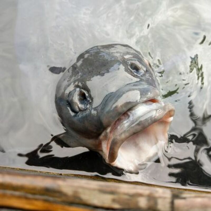 【電子票】●花蓮立川漁場-摸蜆體驗券 魚