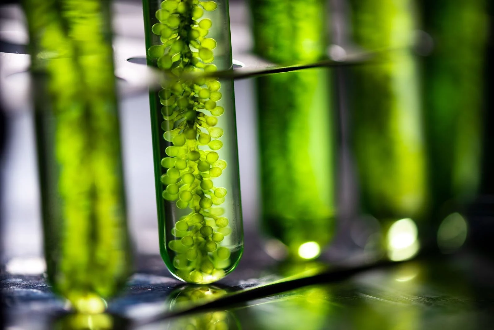 藻油挑選原則：無重金屬、無有機溶劑污染