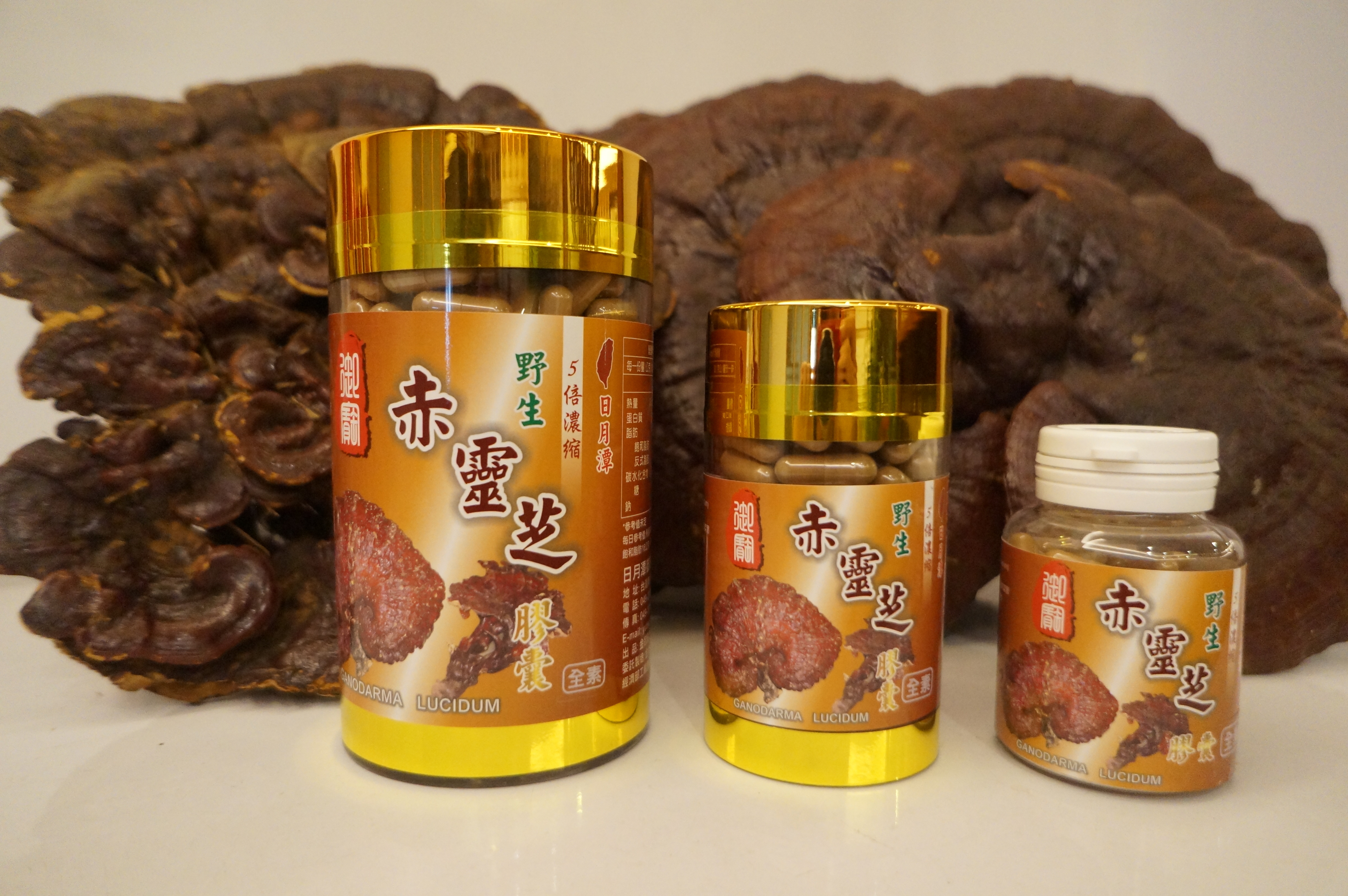 野生赤靈芝膠囊 (中)