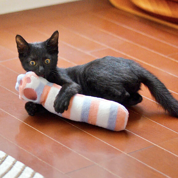iCAT 貓掌條紋玩具