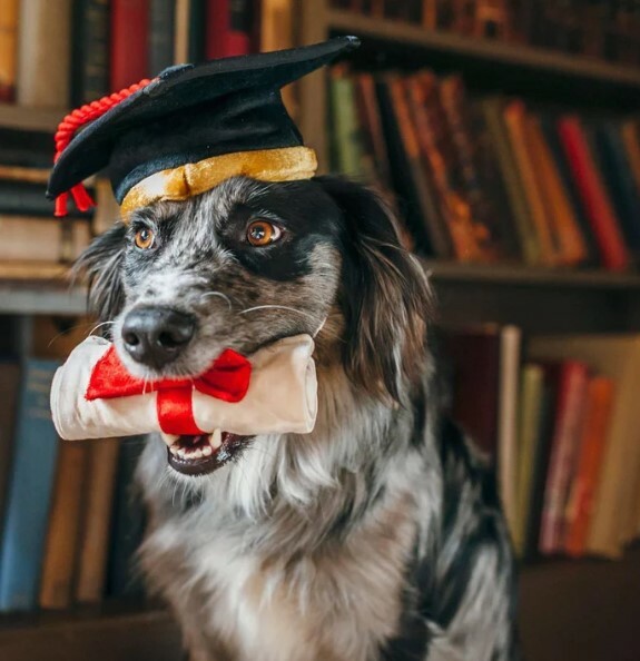 P.L.A.Y.  Back to School Collection - Graduation Hat & Scroll
