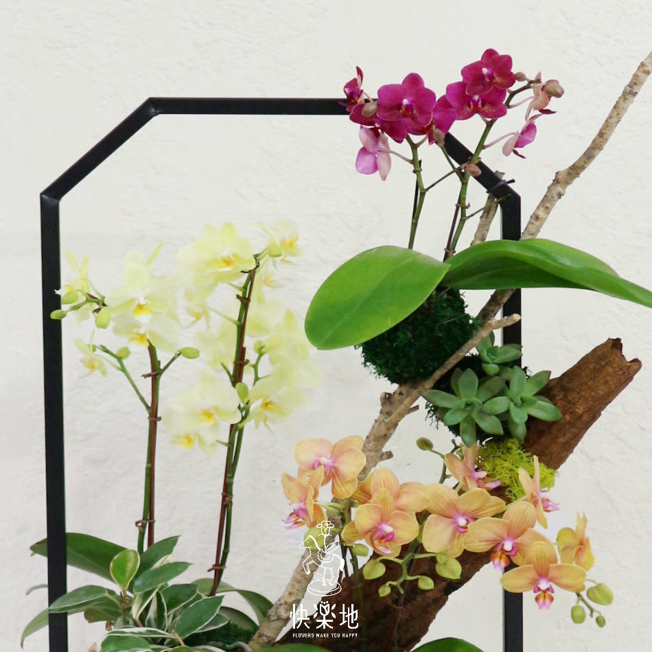 精彩的開始 I 蘭花盆栽  OP300650