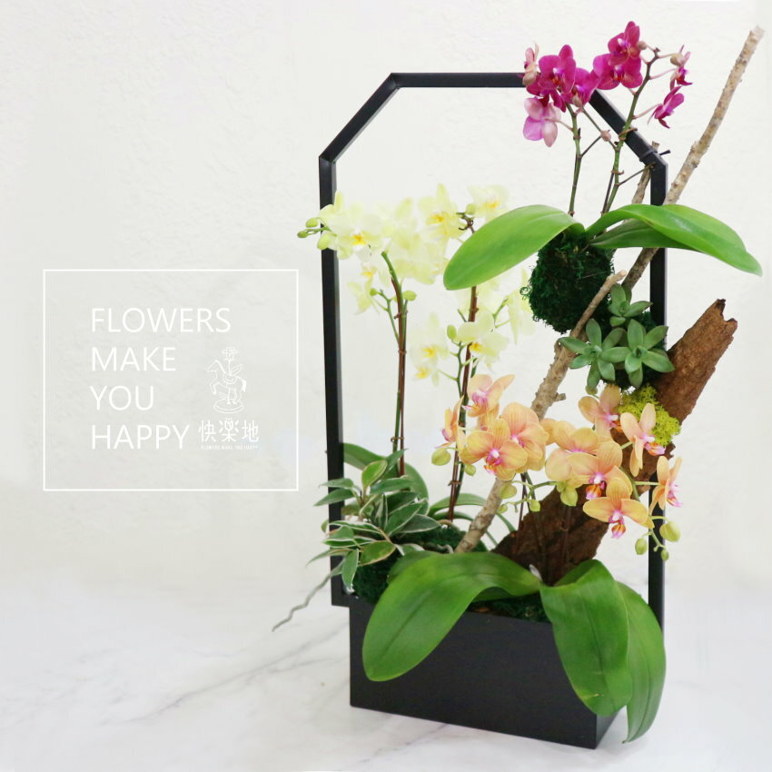 精彩的開始 I 蘭花盆栽  OP300650