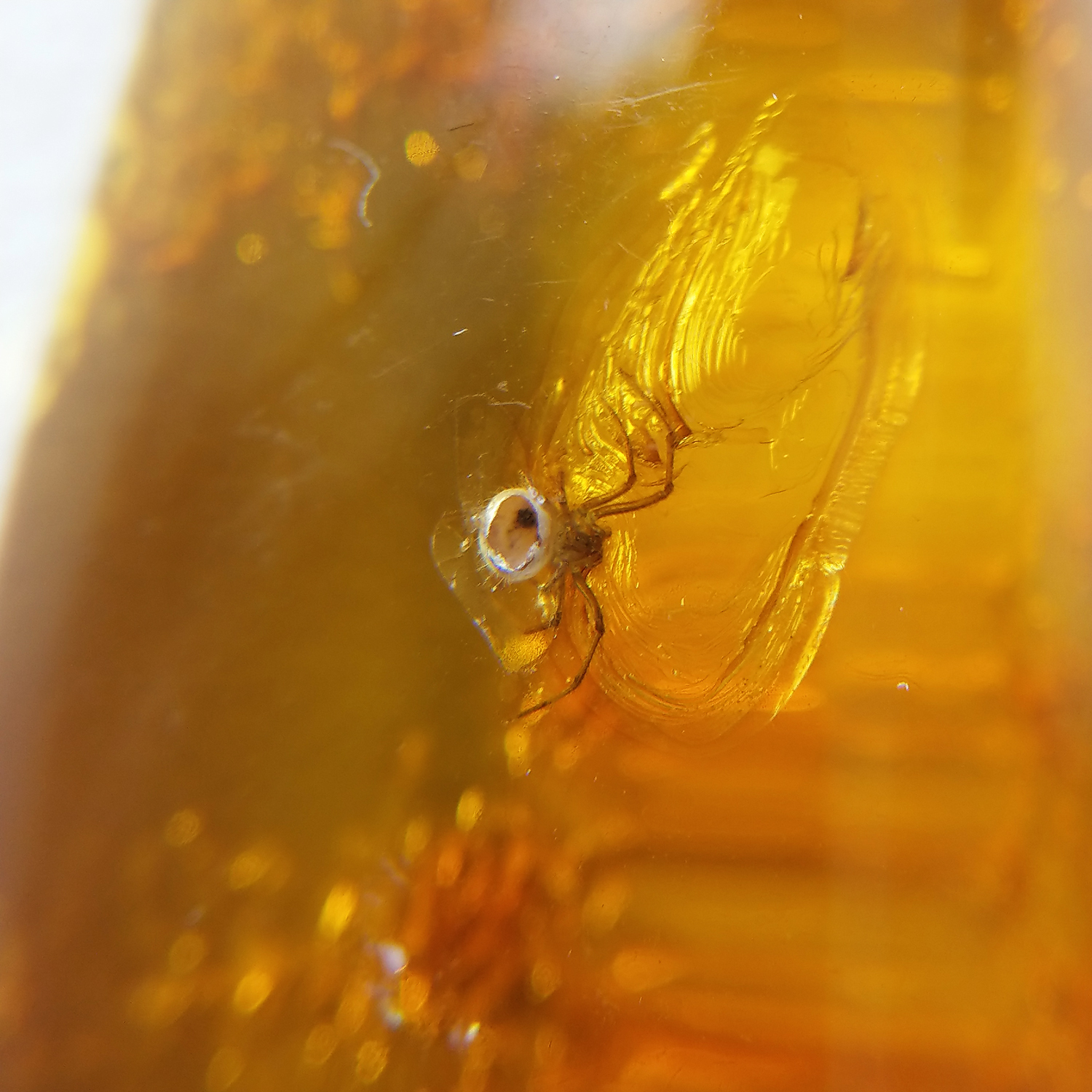 精品款天然波羅的海含蟲琥珀(蜘蛛)掛墜配繩項鍊