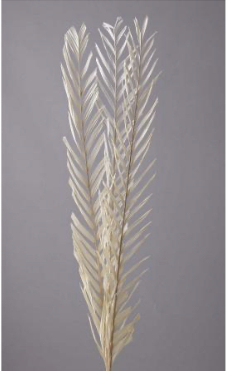 日本不凋棕梠葉 54080-011