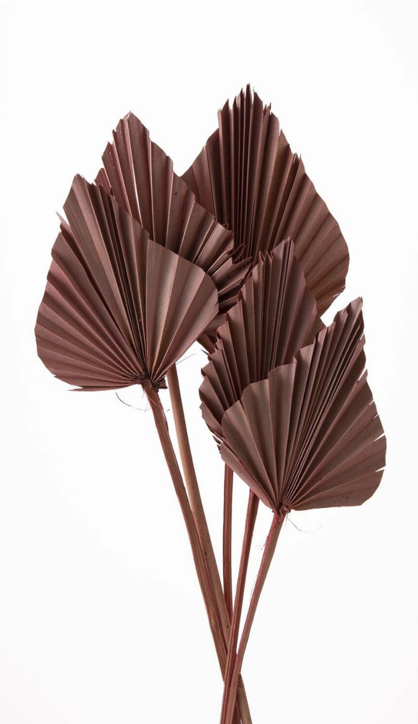 日本乾燥蒲葵葉 54060-190 