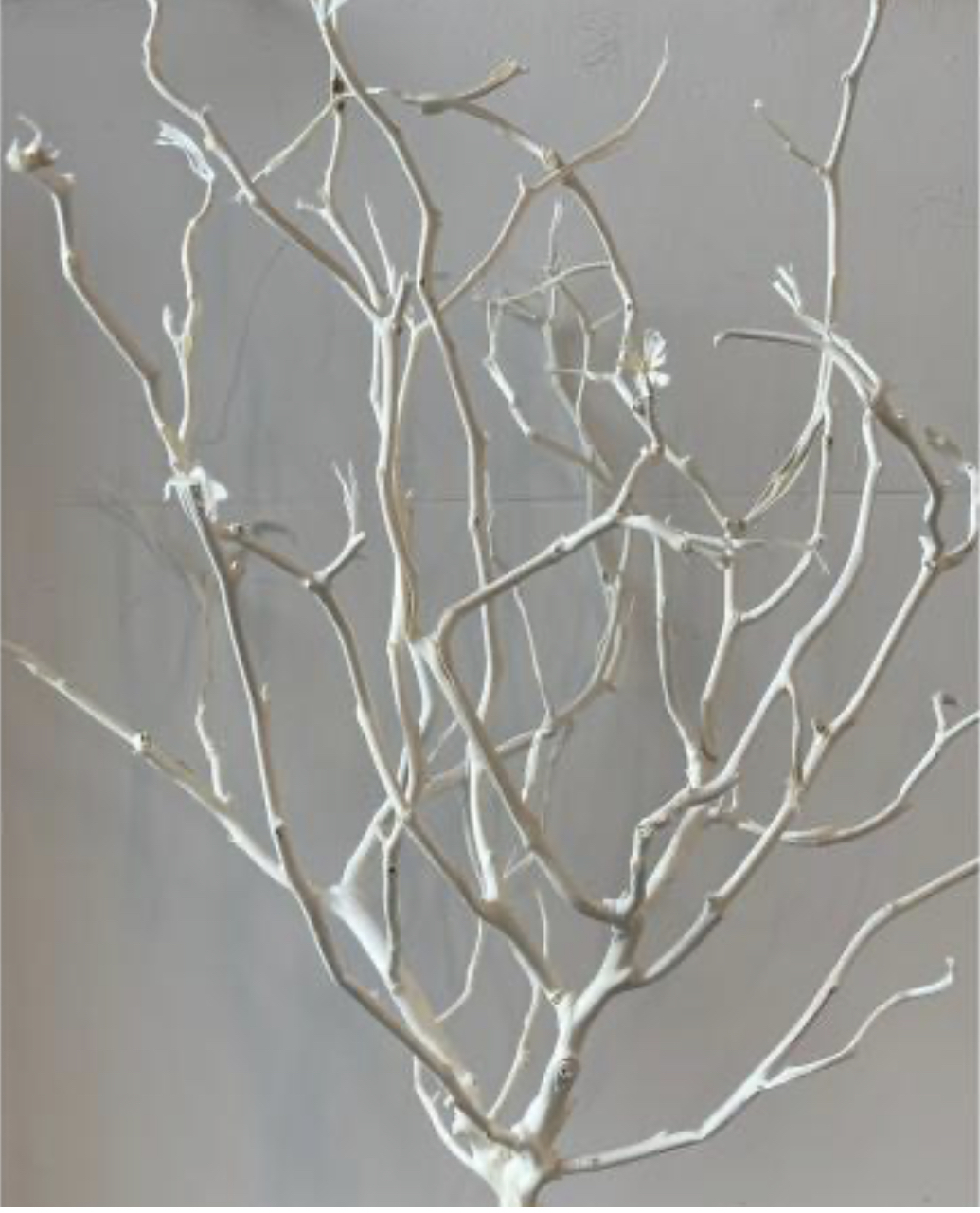 日本乾燥白目51980-011