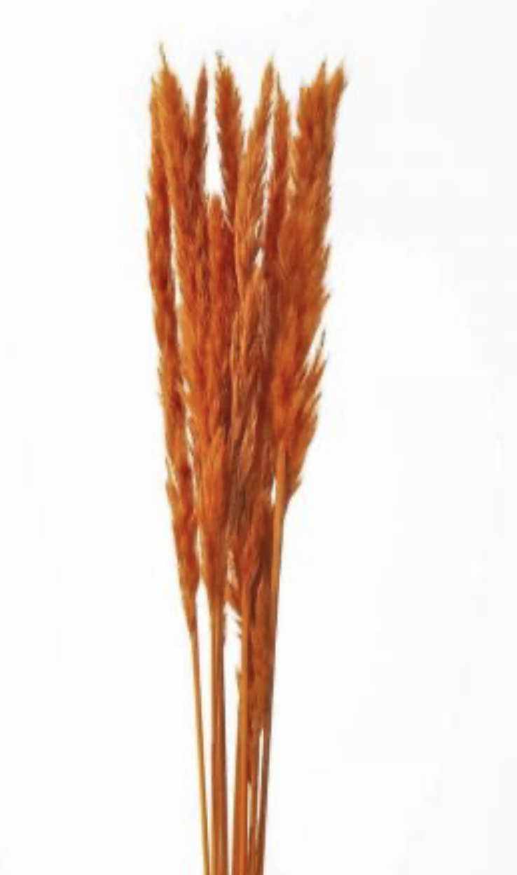 日本乾燥芒草 51340-351