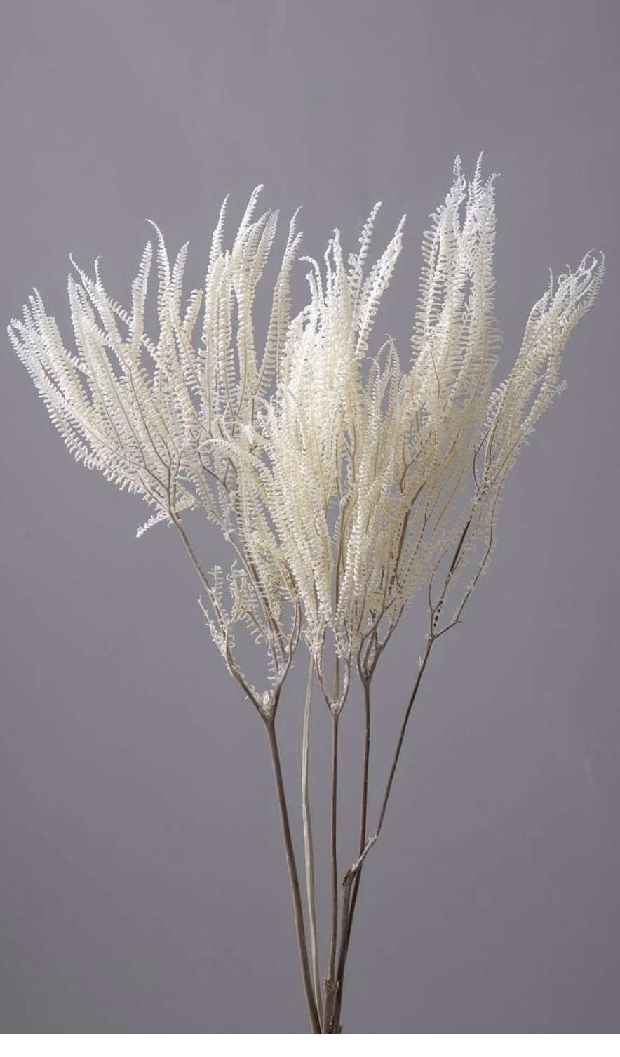 日本不凋卷娟蕨 50380-011