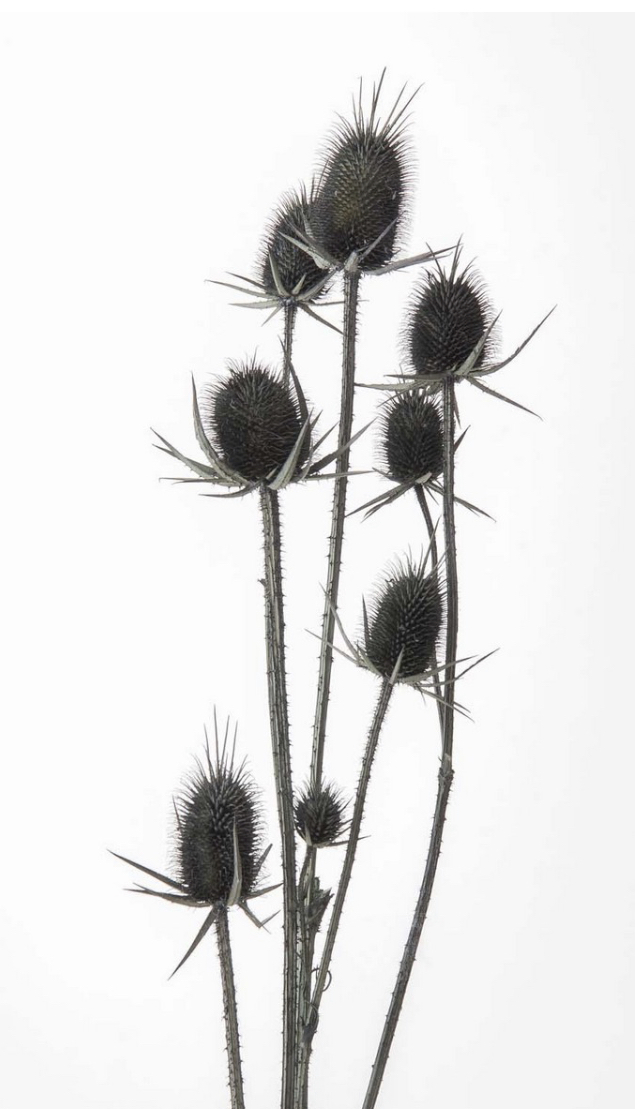 日本不凋薊花 42250-751