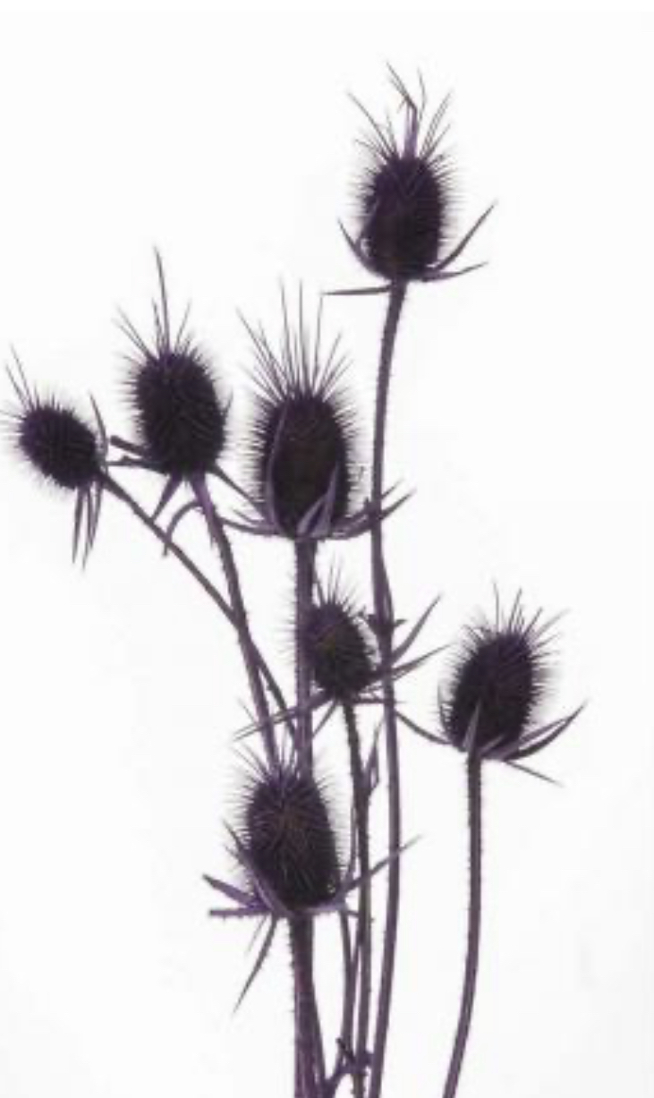 日本不凋薊花 42250-461