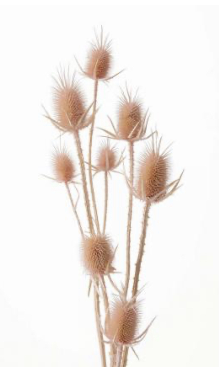 日本不凋薊花 42250-111