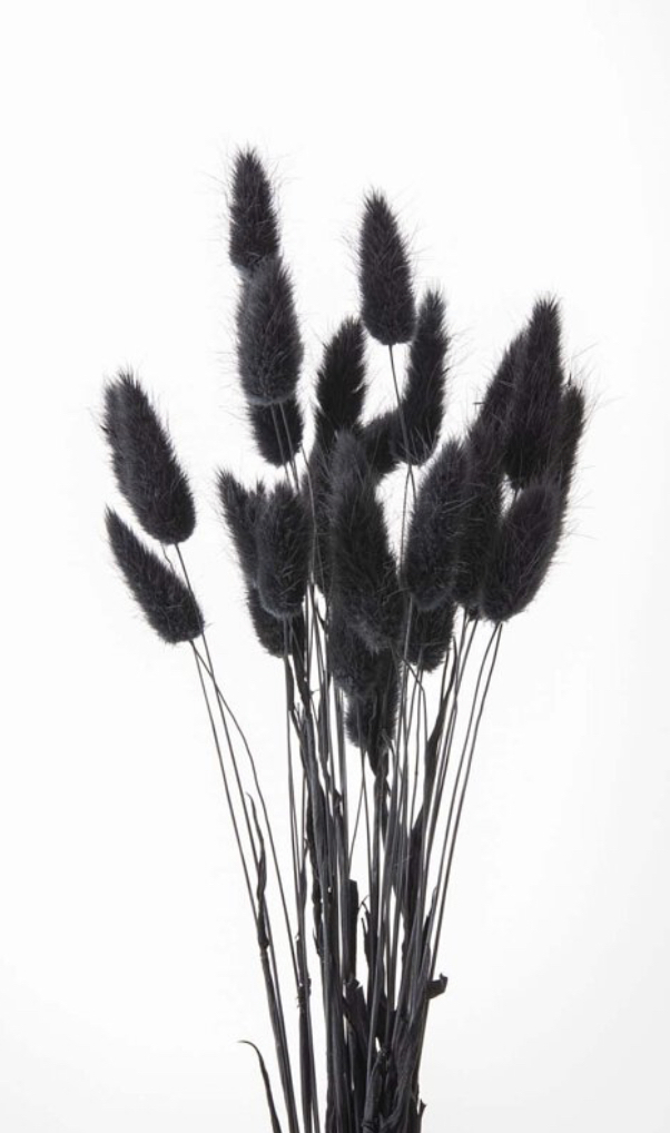 日本乾燥兔尾草 42050-890