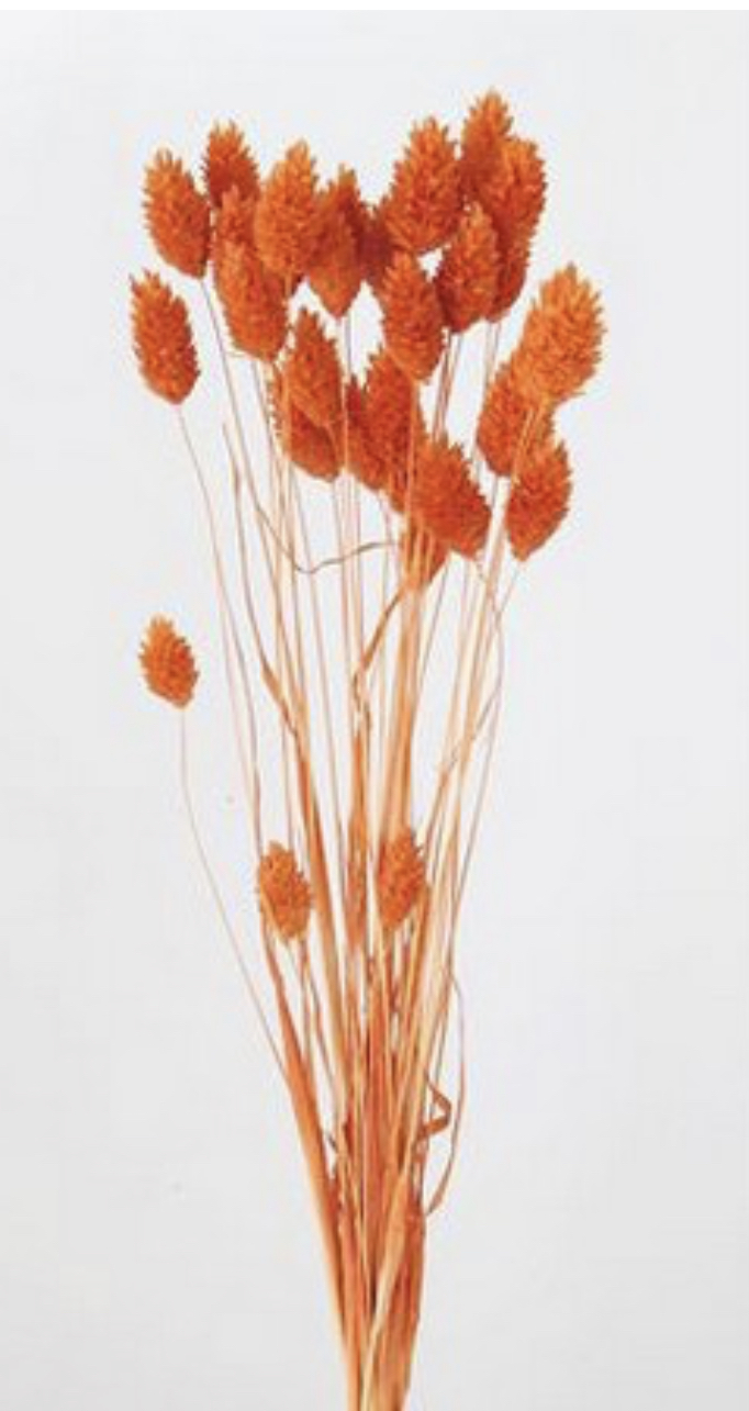 日本乾燥加那利 42020-351