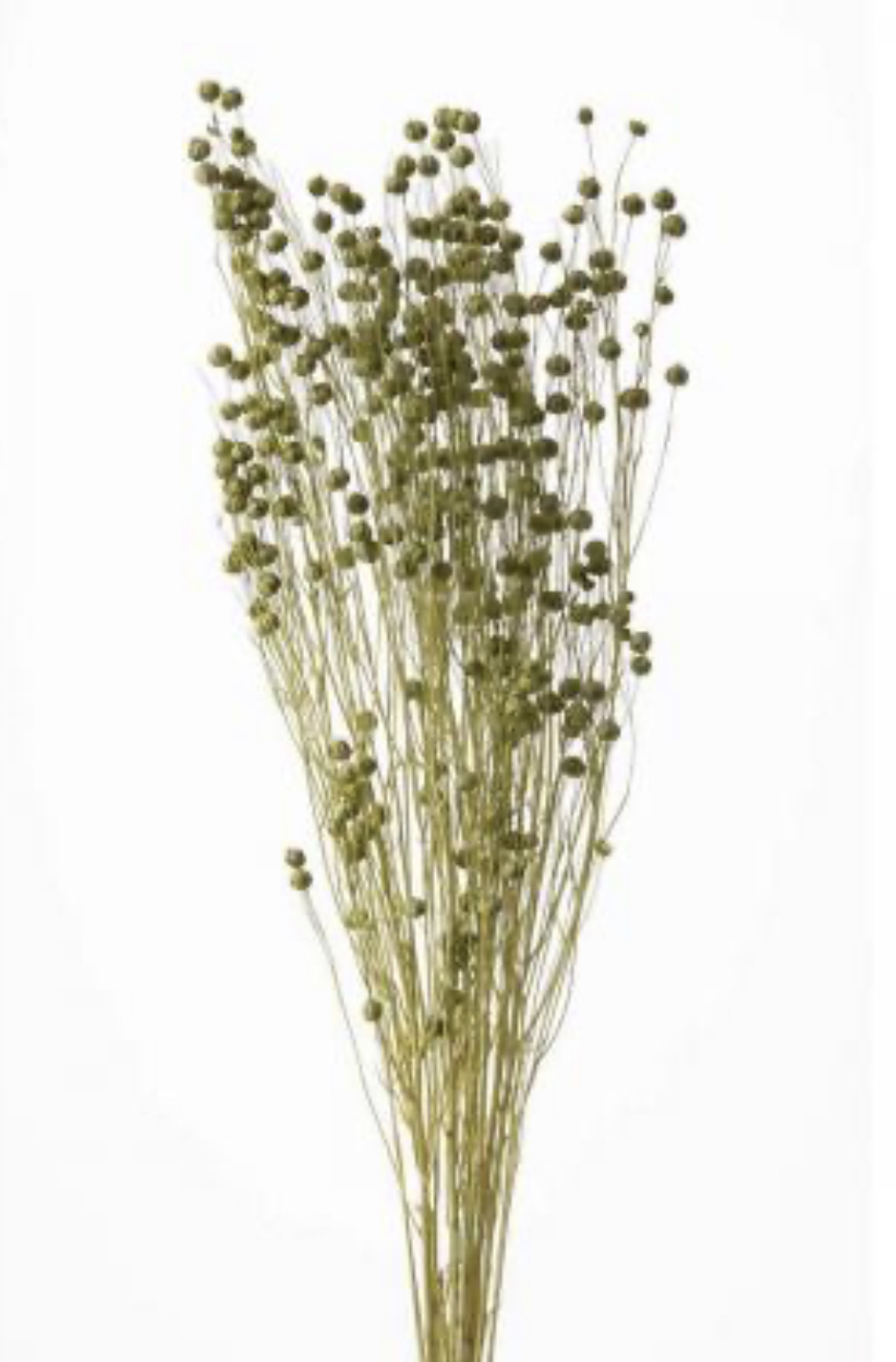 日本不凋臨花 35010-781