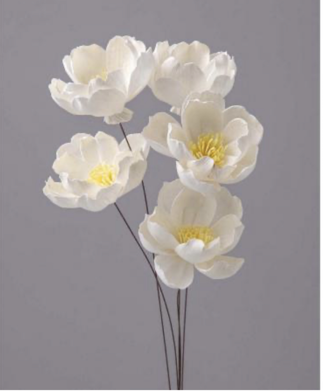 日本花索拉牡丹32700-010 