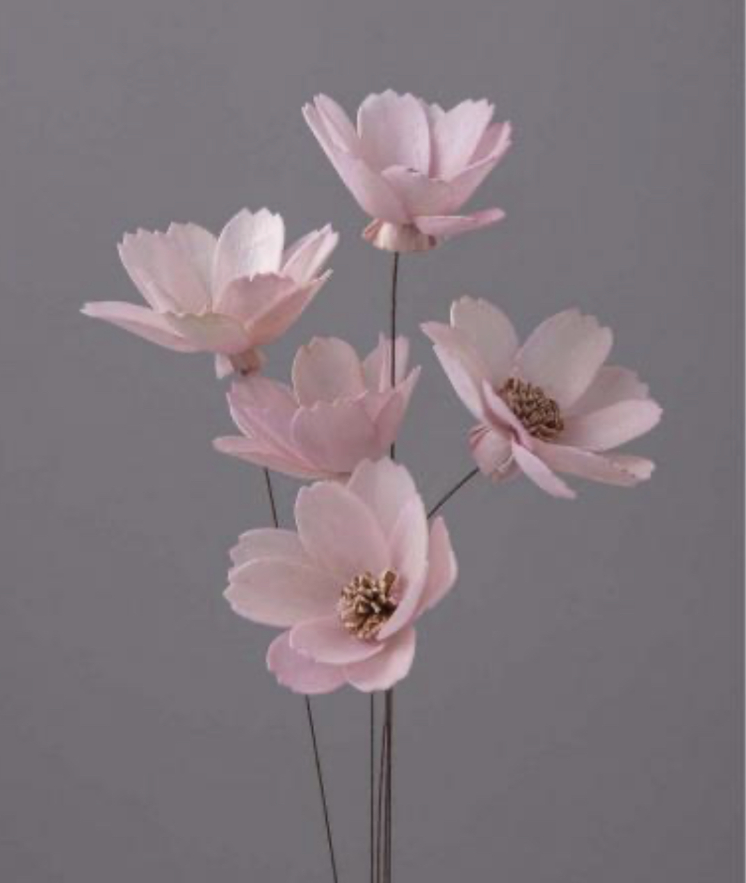 日本索拉花白頭翁 32660-100 