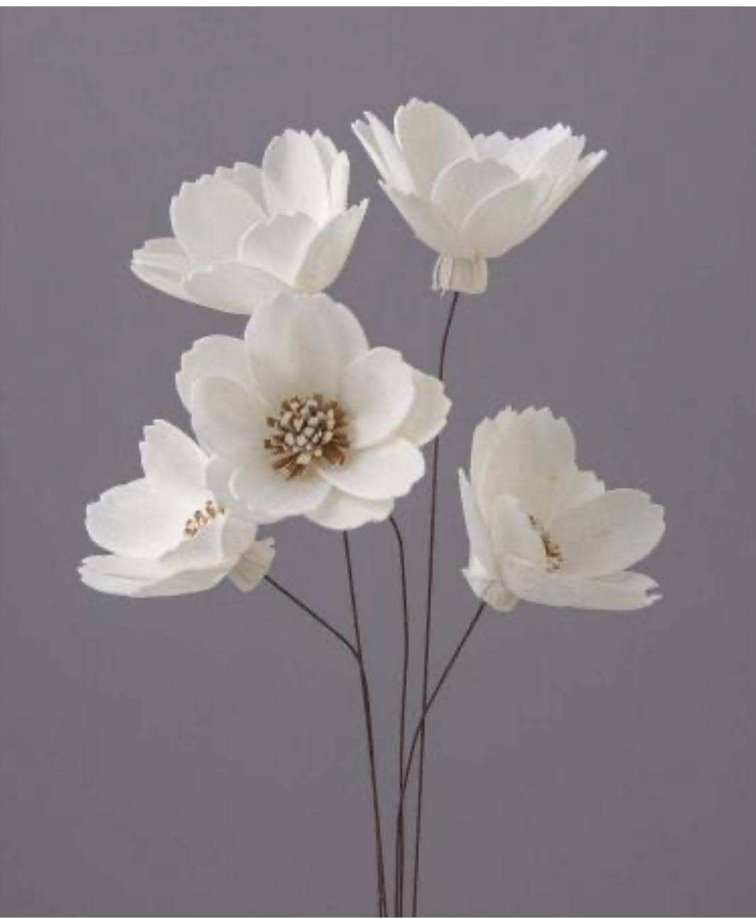 日本索拉花白頭翁 32660-010