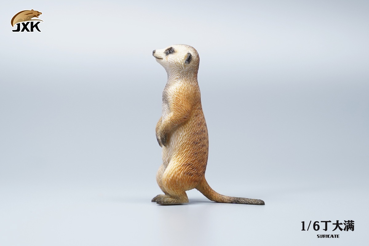 JxK Studio : 1/6  狐獴