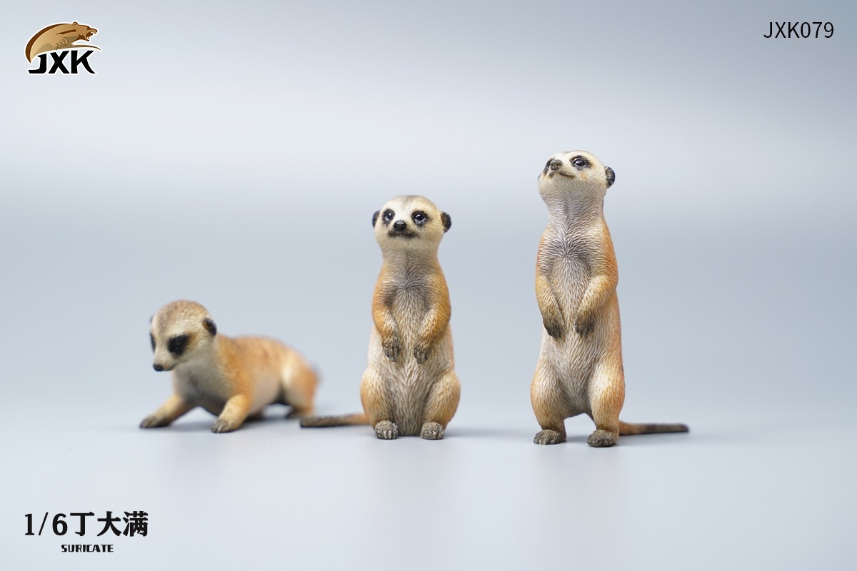 JxK Studio : 1/6  狐獴