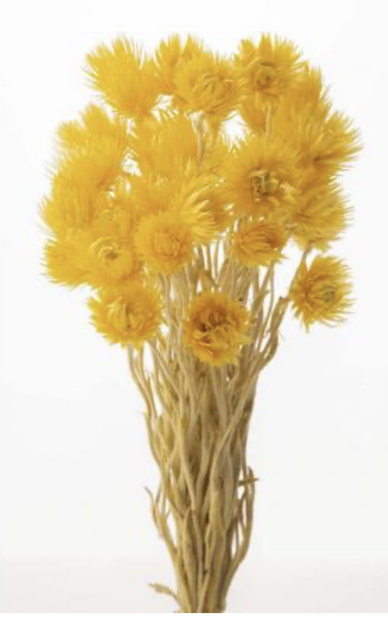 日本乾燥迷你旱雪蓮  32001-520