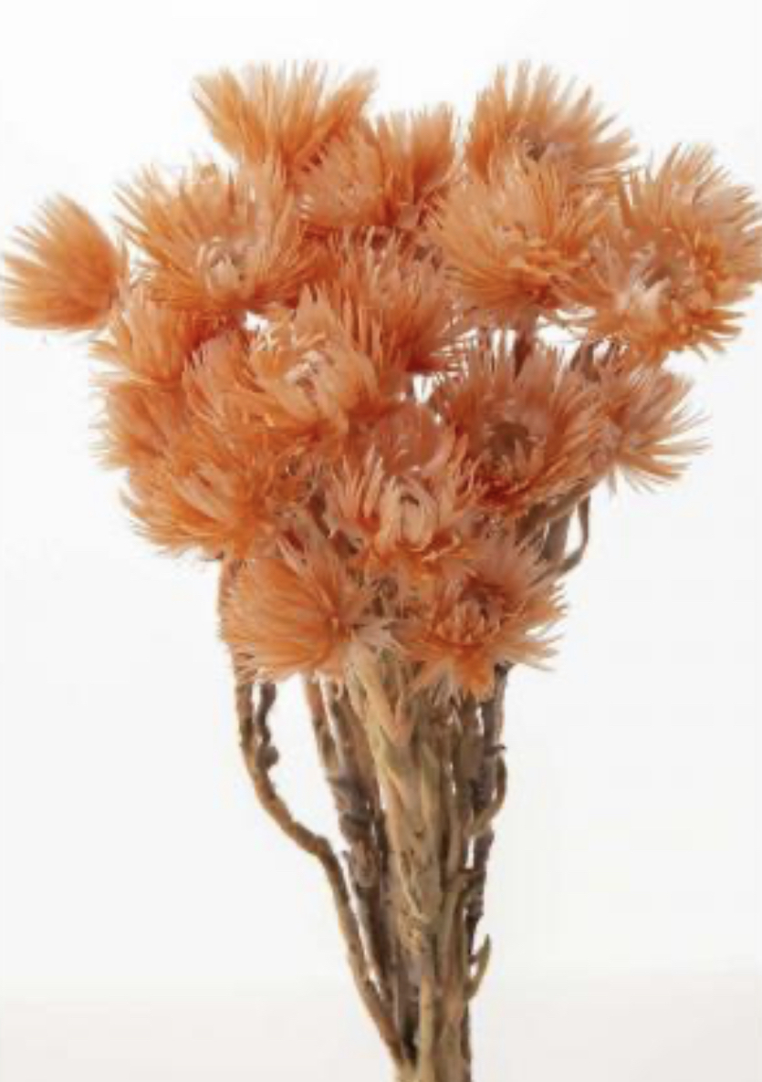 日本乾燥迷你旱雪蓮 32001-380