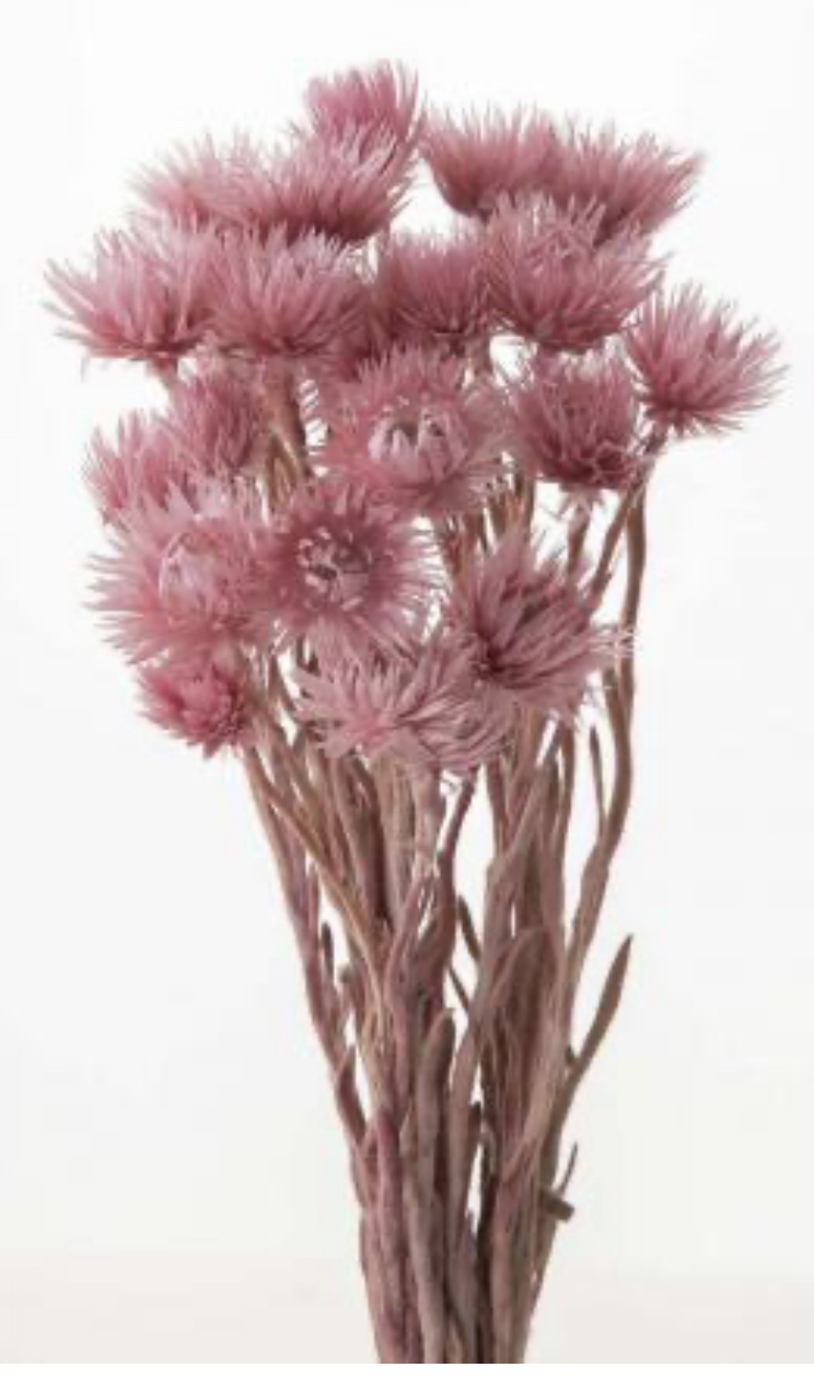 日本乾燥迷你旱雪蓮 32001-160