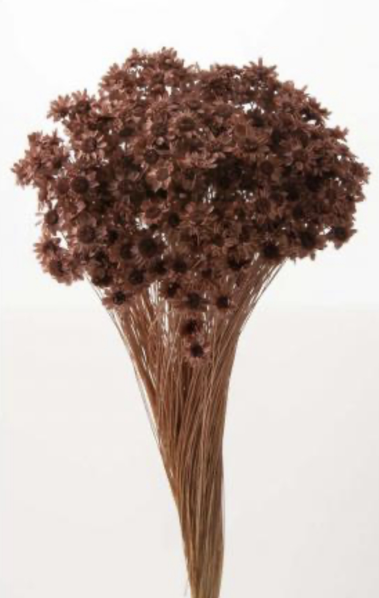 日本不凋繁星花 30191-192