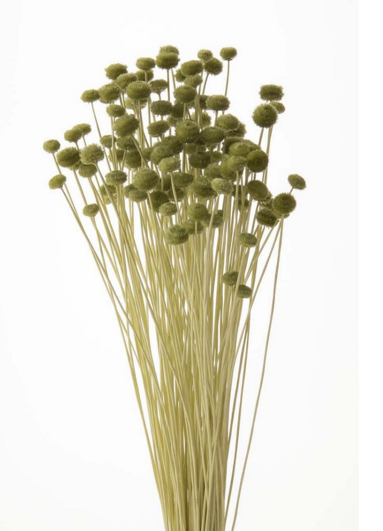 日本不凋鈕扣菊(小) 30180-781