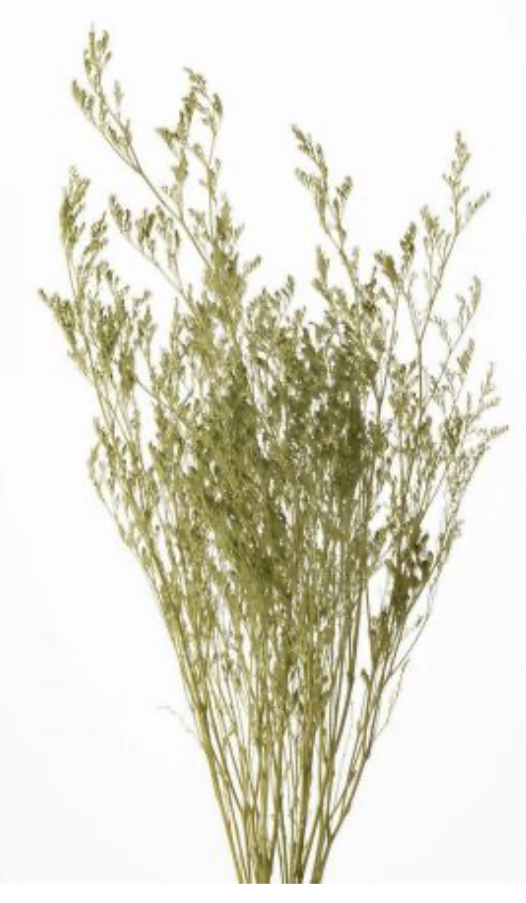 日本不凋卡斯比亞 -03710-781