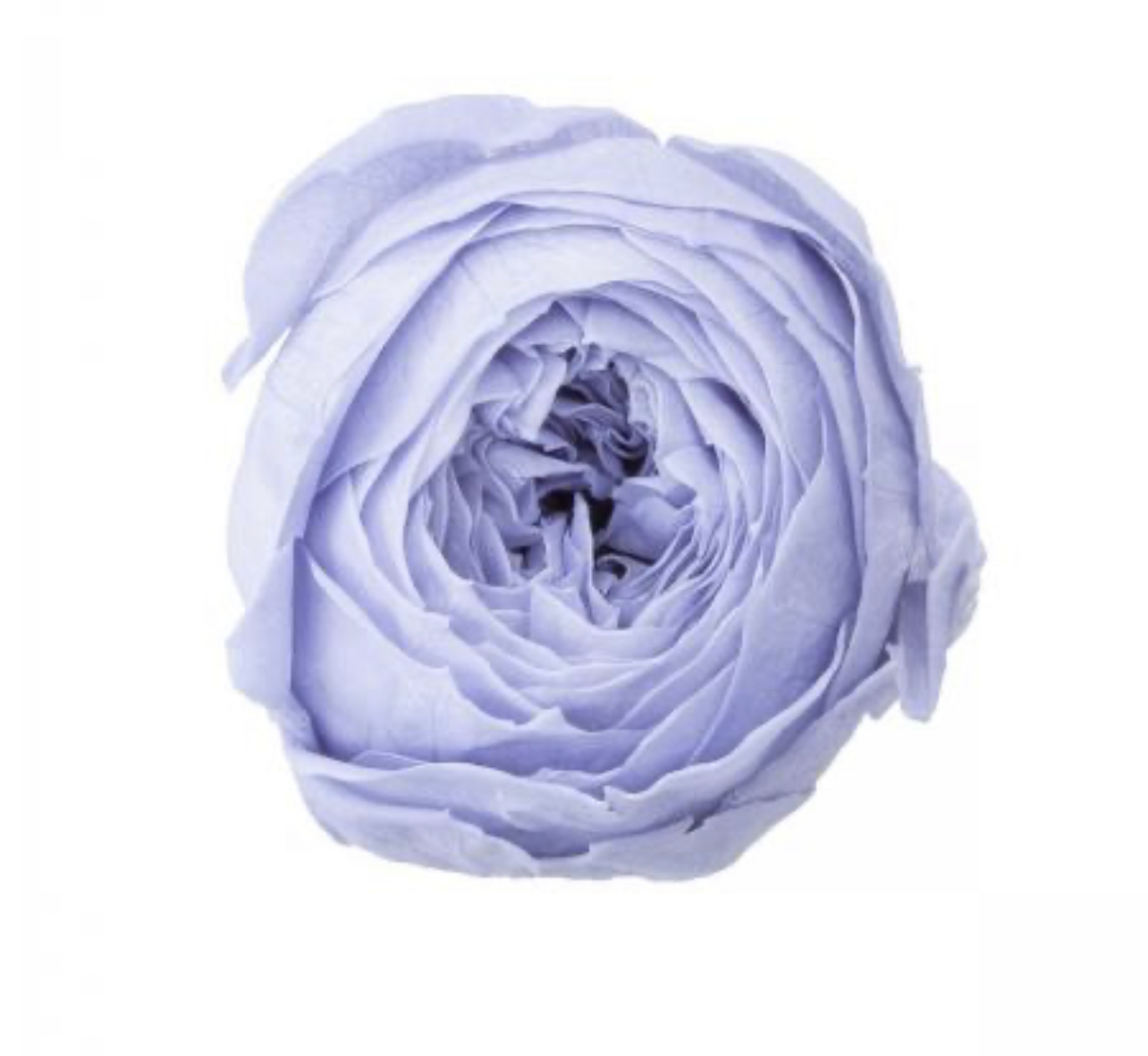 日本不凋庭園玫瑰 02730-631